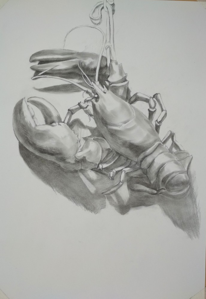 大龙虾素描练习(二)_腾讯新闻