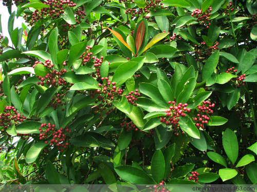 原创〕行摄南粤(69)广州华南植物园 23>铁冬青