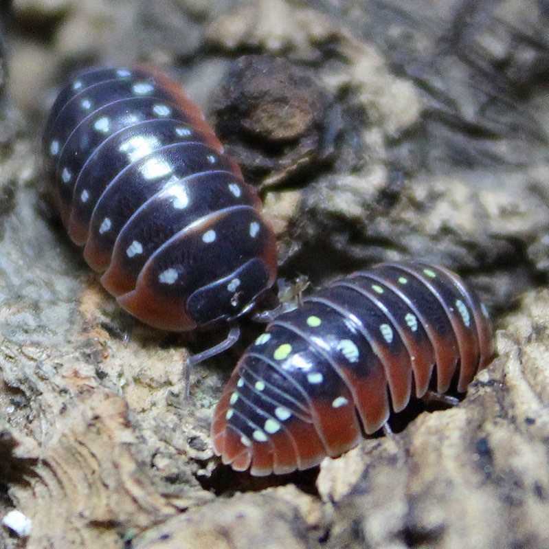 大的西瓜虫怎么养正确方法「记得收藏」 -骁龙网