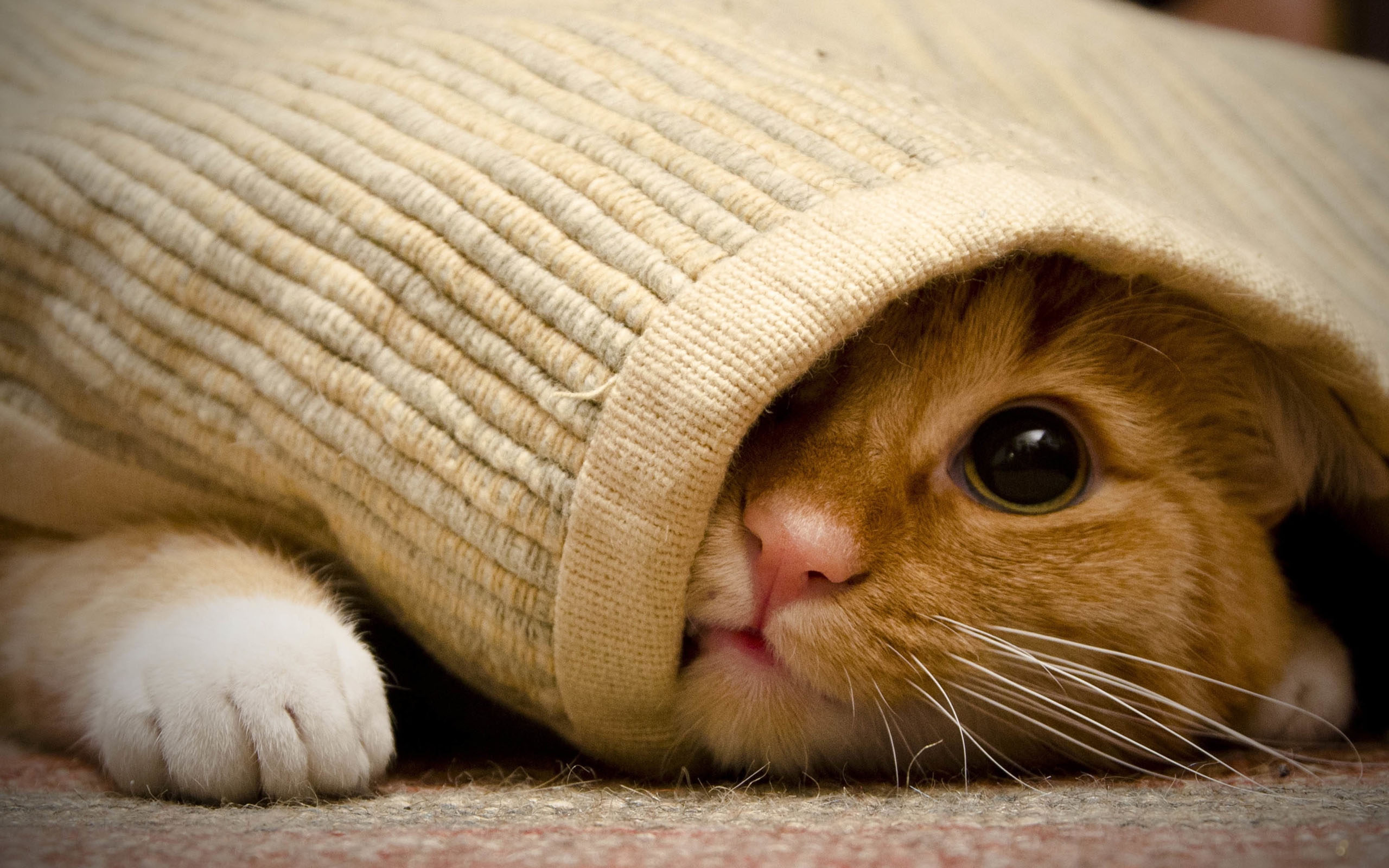 华为matepad pro可爱猫咪壁纸