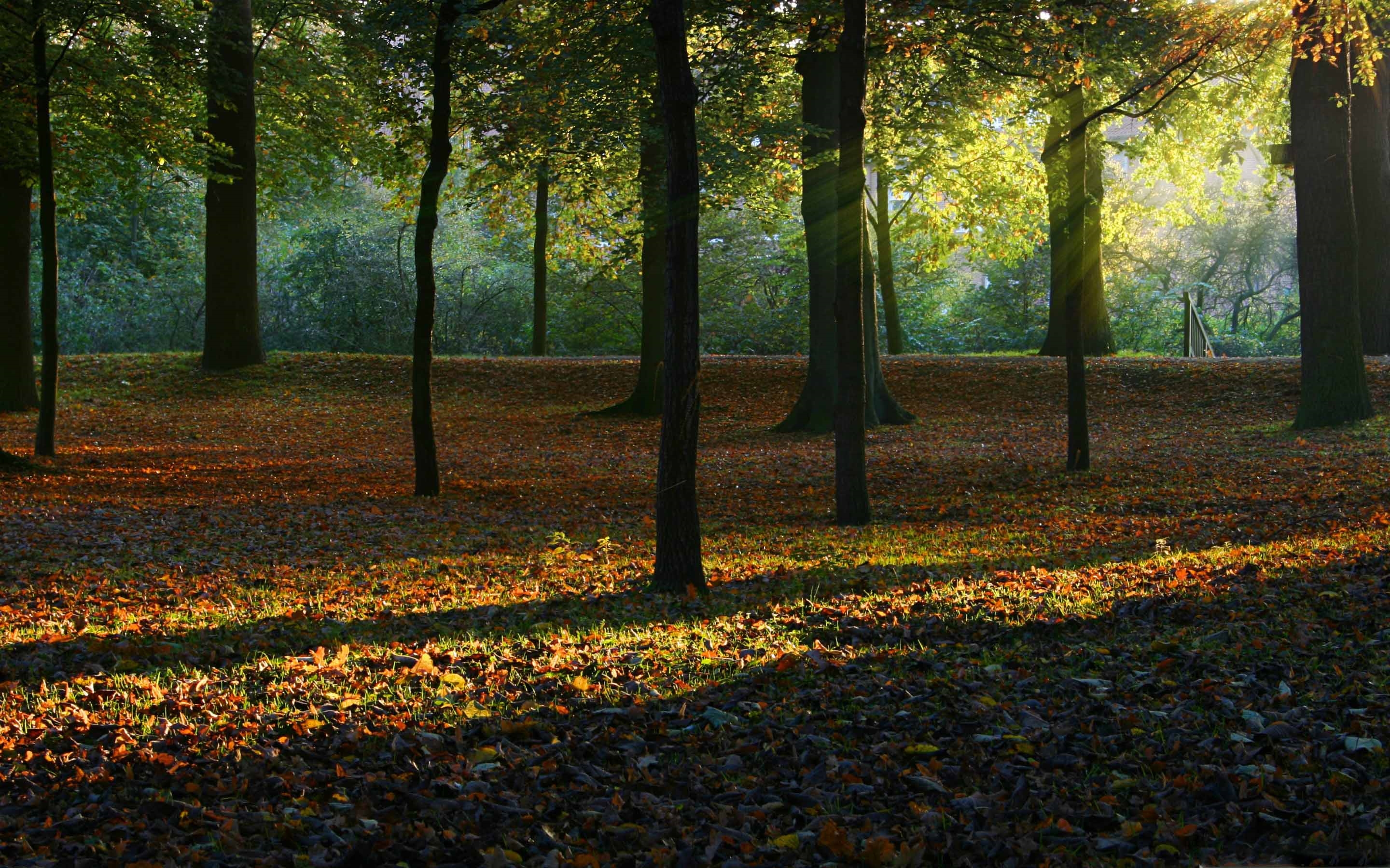 autumn light mac wallpaper