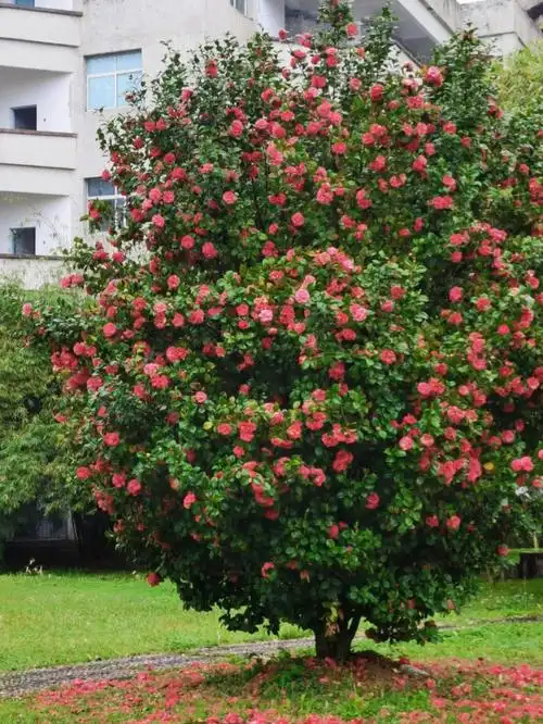 今日的浪漫送你满树山茶花