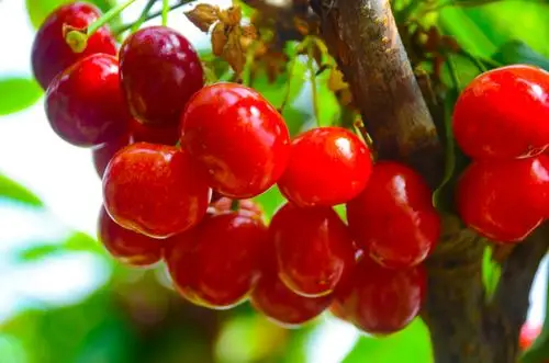 珍珠玛瑙般的红樱桃晶莹剔透