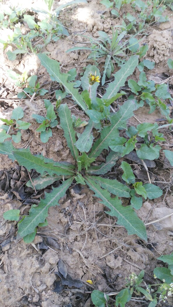 这个草的名字是:地丁吗?可以吃吗?