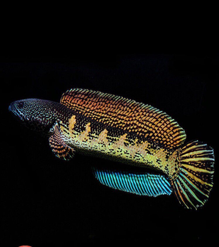 黄金眼镜蛇雷龙血一钴蓝幻红幻蓝鬼王酒红奶茶金尘凶猛鱼观赏鱼