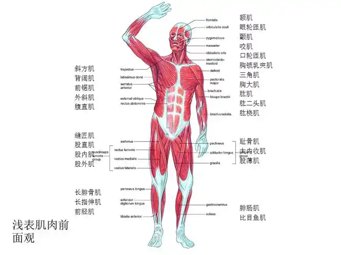 人体解剖生理学实验实验二肌肉系统ppt