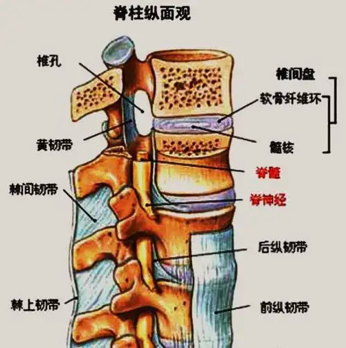 脊视美 natural dynamic spine balance therapy胸椎,颈椎,腰椎,骨棘