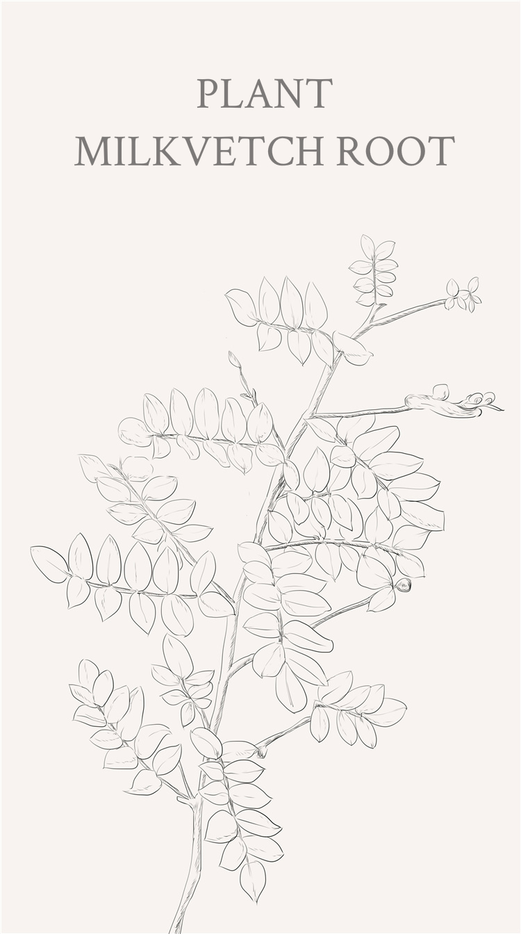 帮小伙伴画的黄芪~黄芪,又名绵芪.