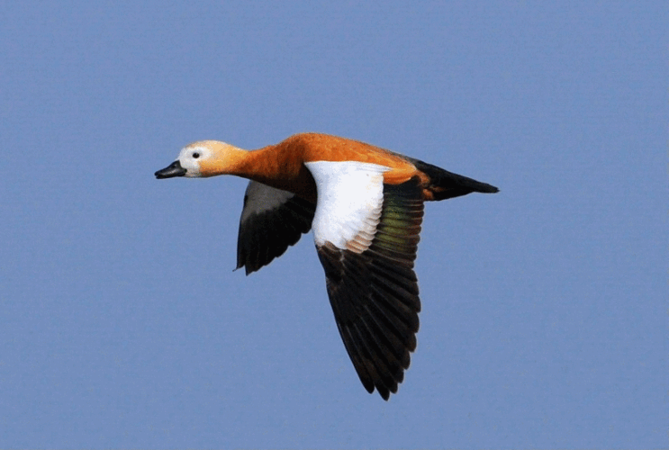 800_538gif 动态图 动图