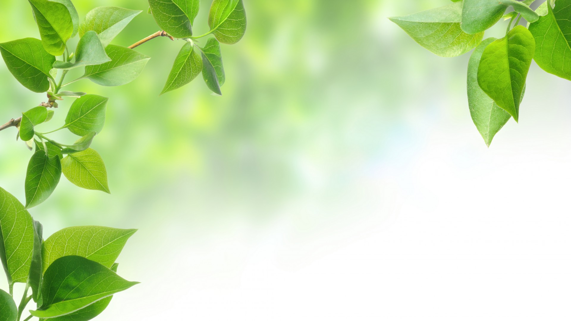 首页 桌面壁纸 清新护眼绿色植物高清电脑壁纸上一张下一张查看原图