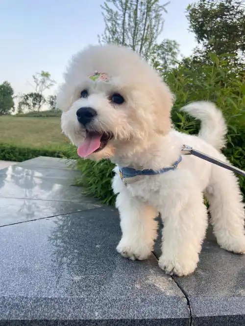 比熊真的太可爱了