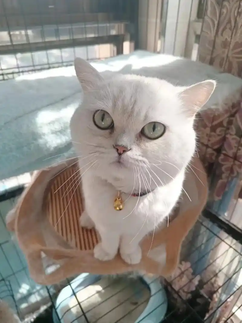 由于搬家原因现处理1岁4个月银渐层公猫一只,有爱猫人士尽快联