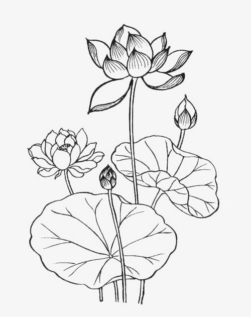 荷花图简笔画手绘
