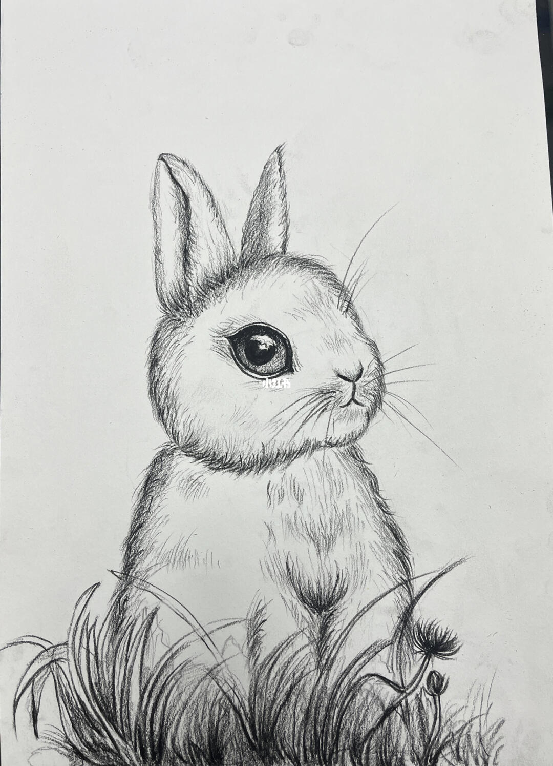 速写动物兔子