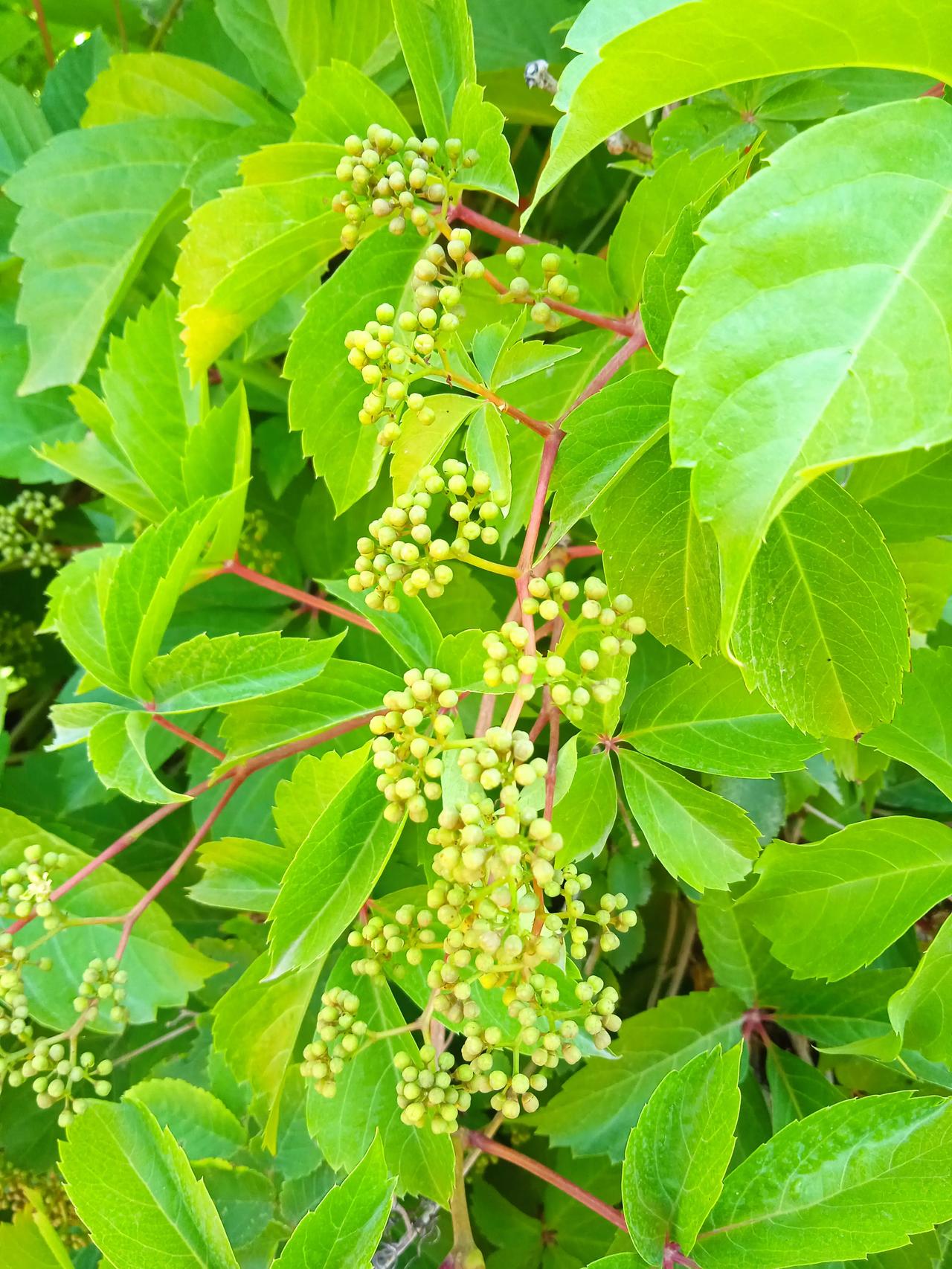 一串一串叽里咕噜的,有点像花椒,有人知道爬山虎结的果子能吃吗?