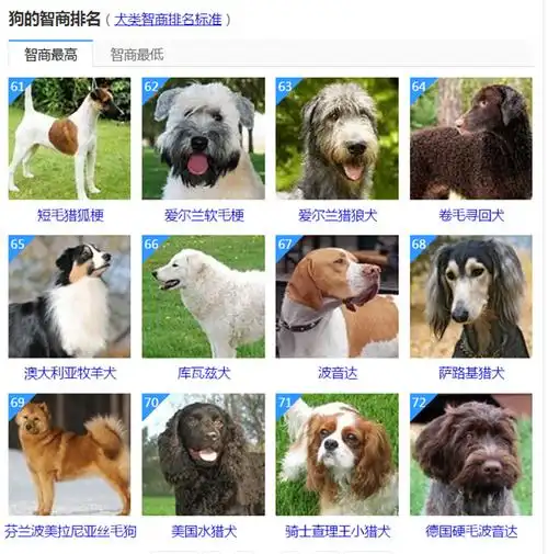 狗狗破坏力排名(狗狗智商排名前100名)_百科-8s新商盟