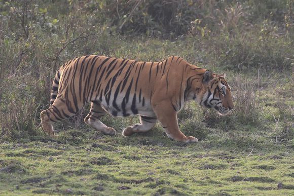 卡齐兰加的老虎图集领略下全世界最大的野生大猫种群上