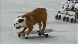 天津一网友家的萌宠遇上滑板和抖音,根本停不下来……是不是"成精"了?