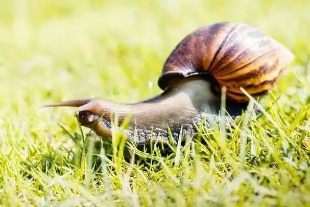 蜗牛—jay chou.该不该搁下重重的壳 寻找到底哪里有 - 抖音