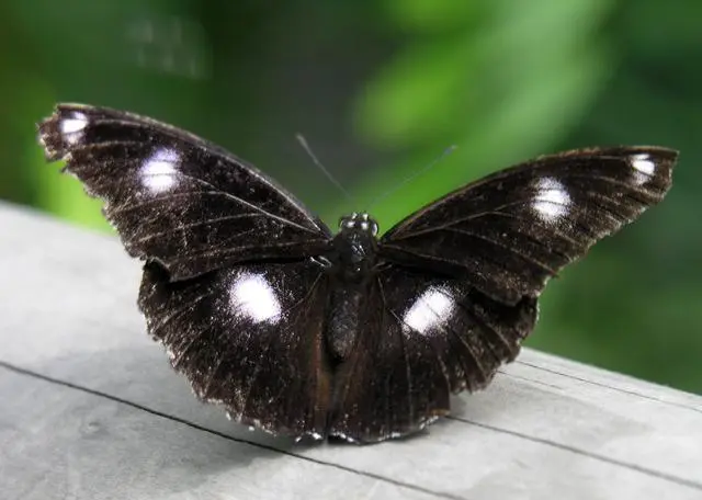 大熊猫我感觉我的地位受到了挑战