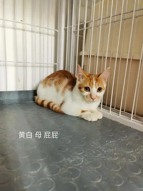 【上海】十五只小猫咪正在找家,你的猫主子在这