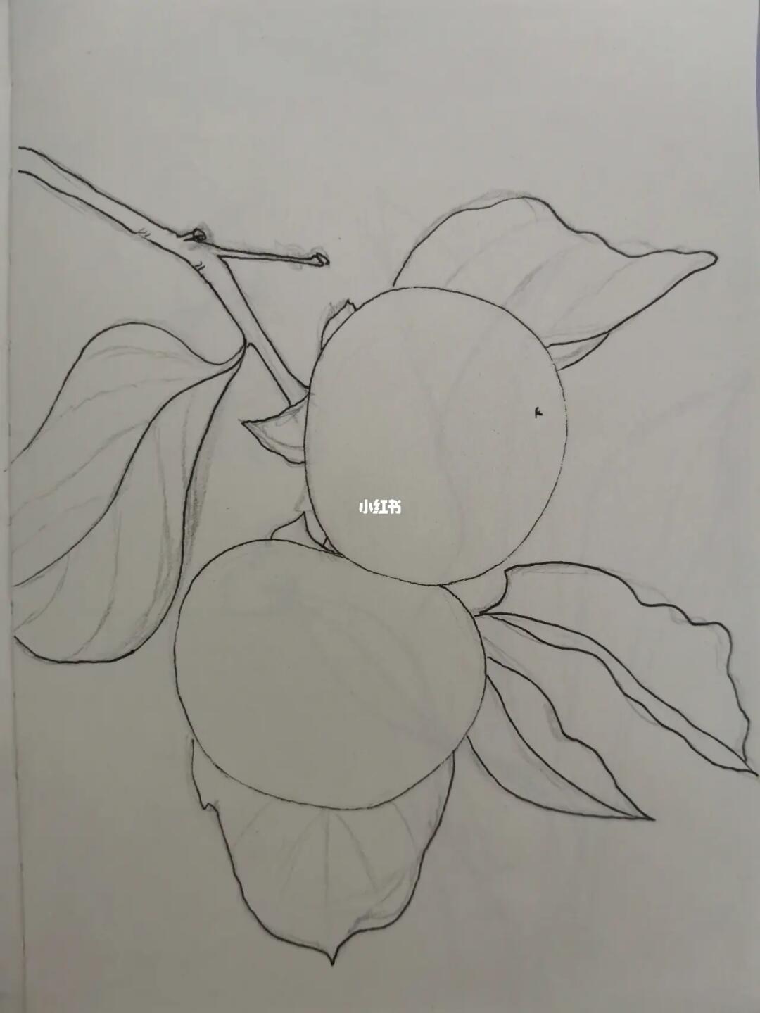 针管笔手绘练习83柿子