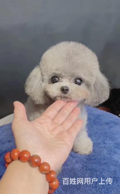 【图】- 可爱纯种小体家养灰泰迪 - 广州天河珠江新城狗狗 - 广州百姓