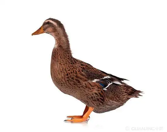 家鸭图片_图片大全