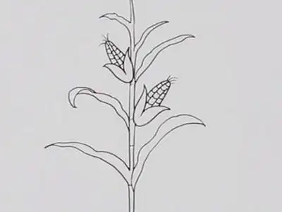 玉米地怎么画既简单又好看