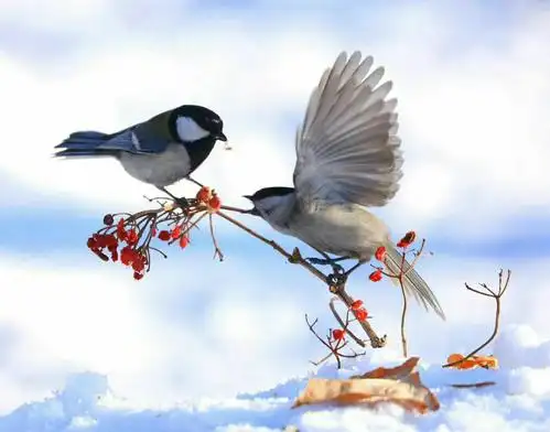 大自然的鸟语花香摄影欣赏 梅花欢喜漫天雪