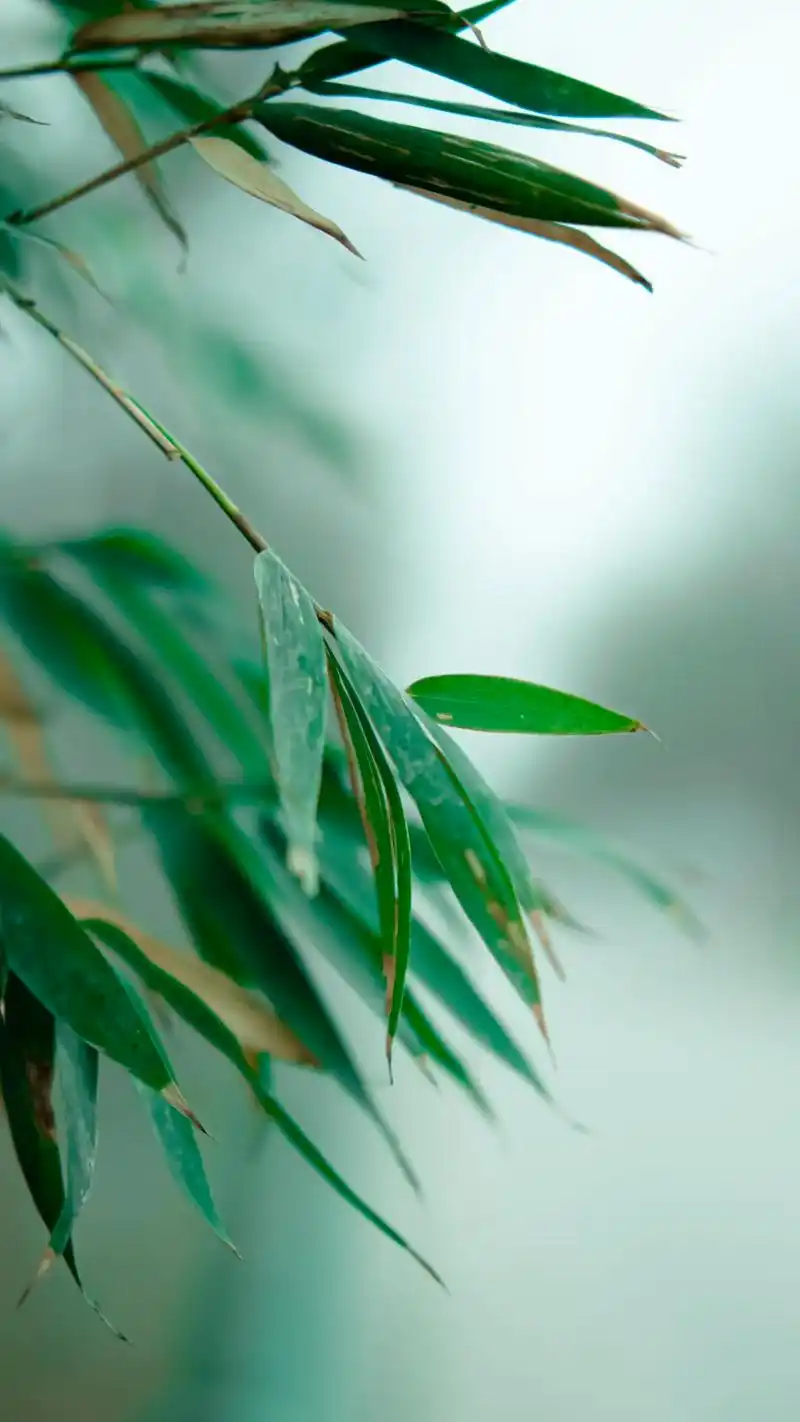 当如竹,虚怀若谷,厚德载物.#竹 #意境 #摄影 - 抖音