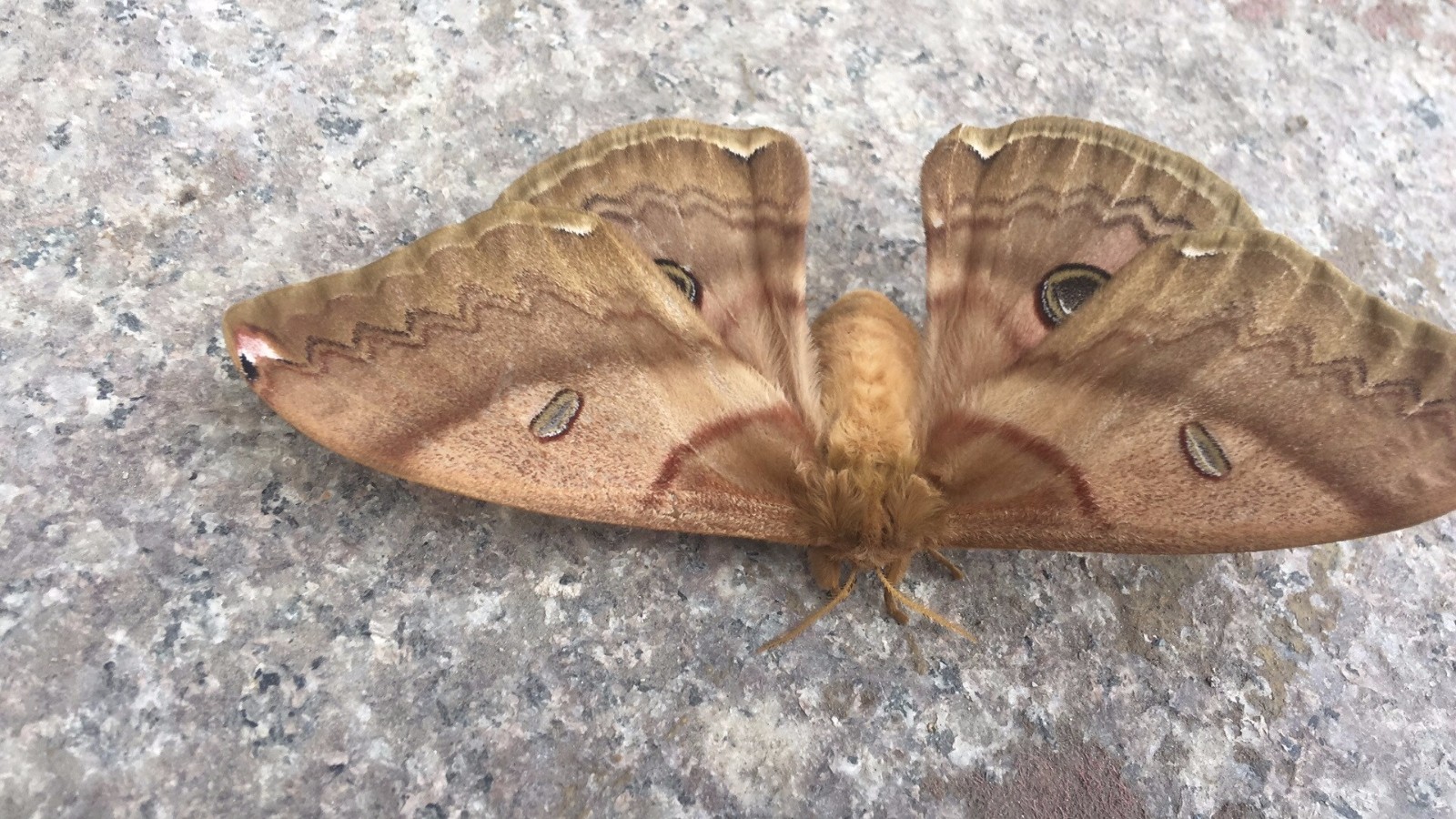 这是什么品种的蛾子