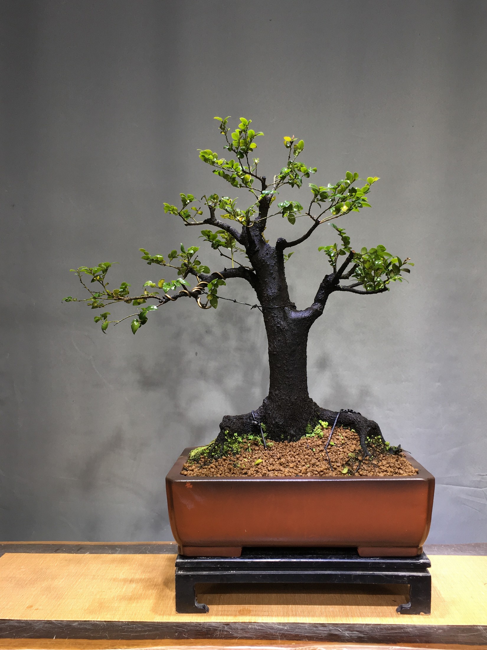 "小叶紫檀"养护,要注意这几点,生长旺盛,来学习一下