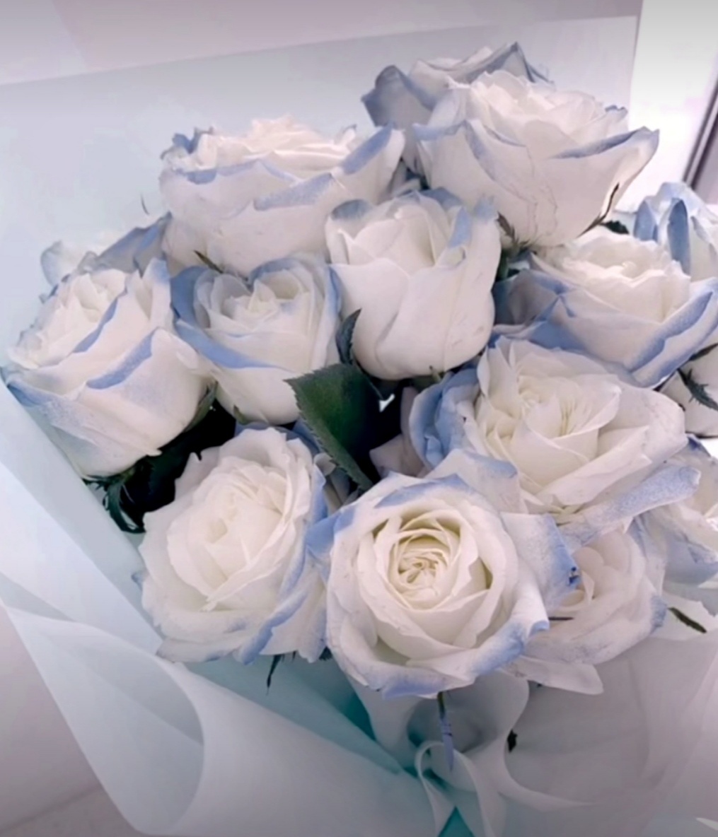 密西根碎冰蓝渐变玫瑰有个美好的花语送给你的希望是星辰和大海