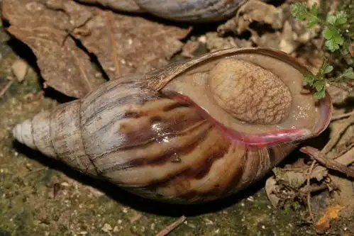 非洲大蜗牛属