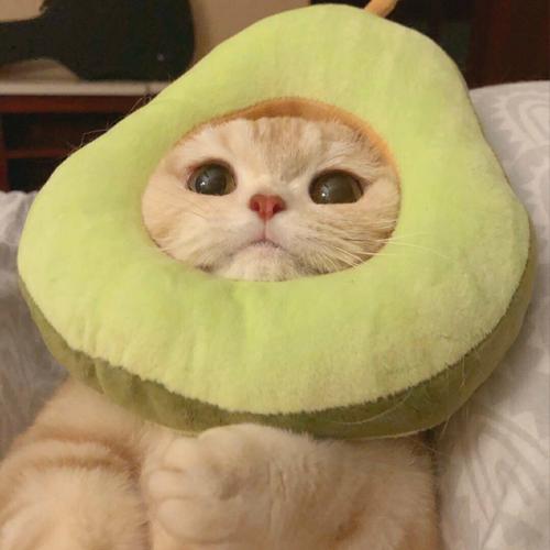 可爱小猫咪萌宠头像猫猫头像