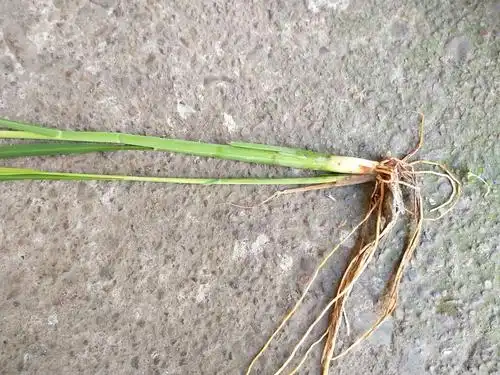 水生须根,长而直