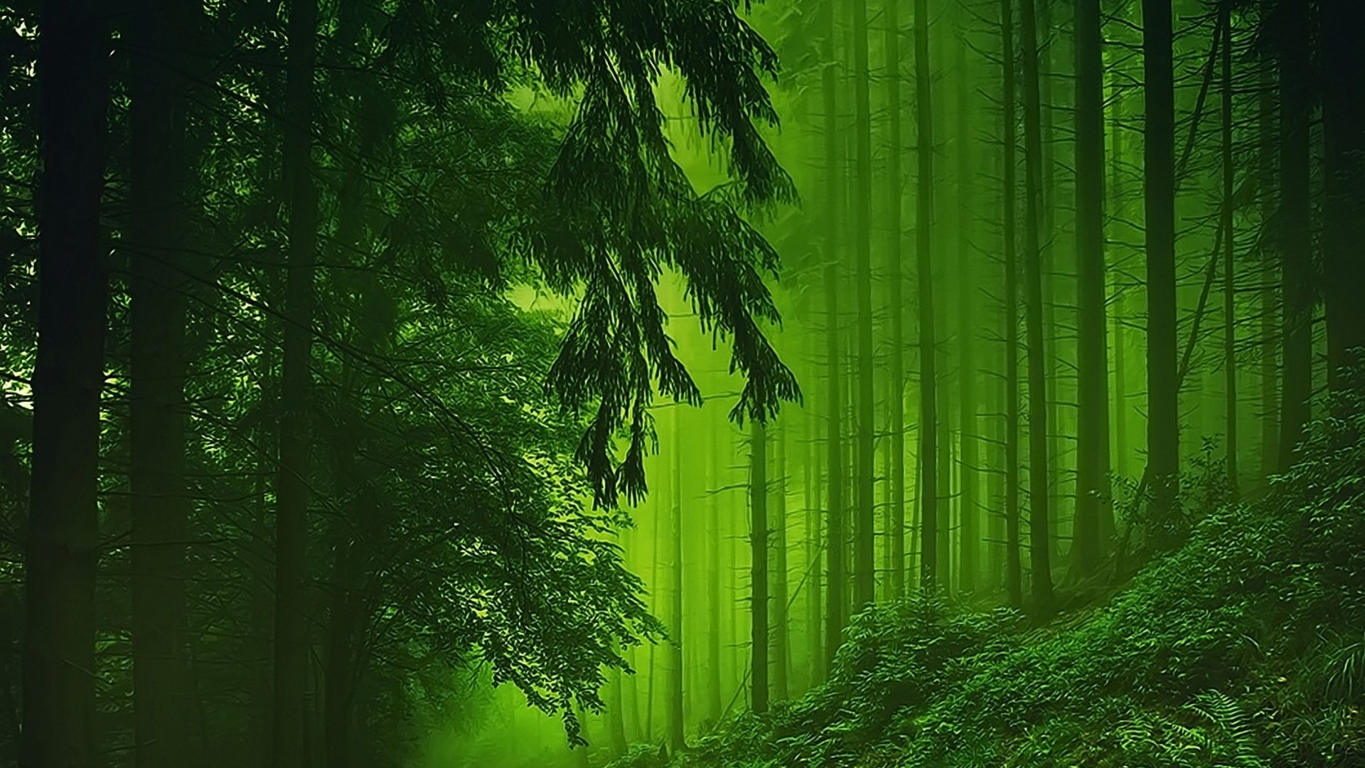 大自然绿色护眼图片电脑桌面壁纸下载高清大图预览1920x1080_风景壁纸