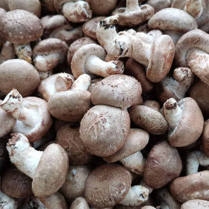 香菇新鲜湖北宜昌蔬菜蘑菇火锅材料现摘3斤装其它