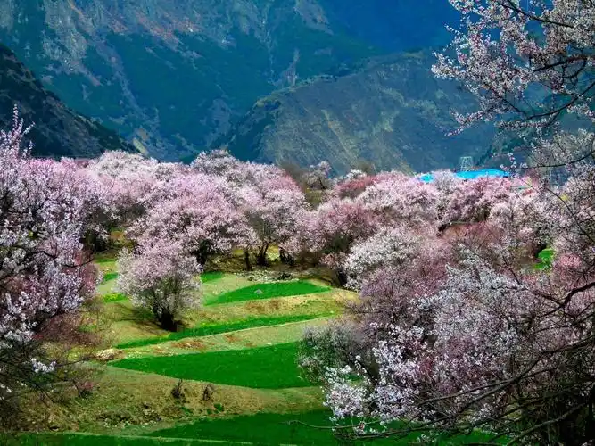 西藏林芝的春天
