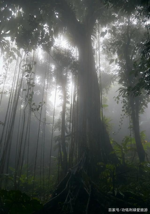 《阿凡达》中的"生命之树",我在海南热带雨林见到"实物"了!