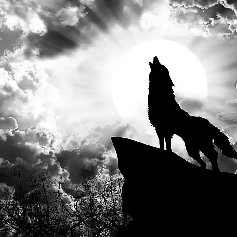 俗语"狼行千里吃肉",是什么意思?要想成功,需具备这5点狼性