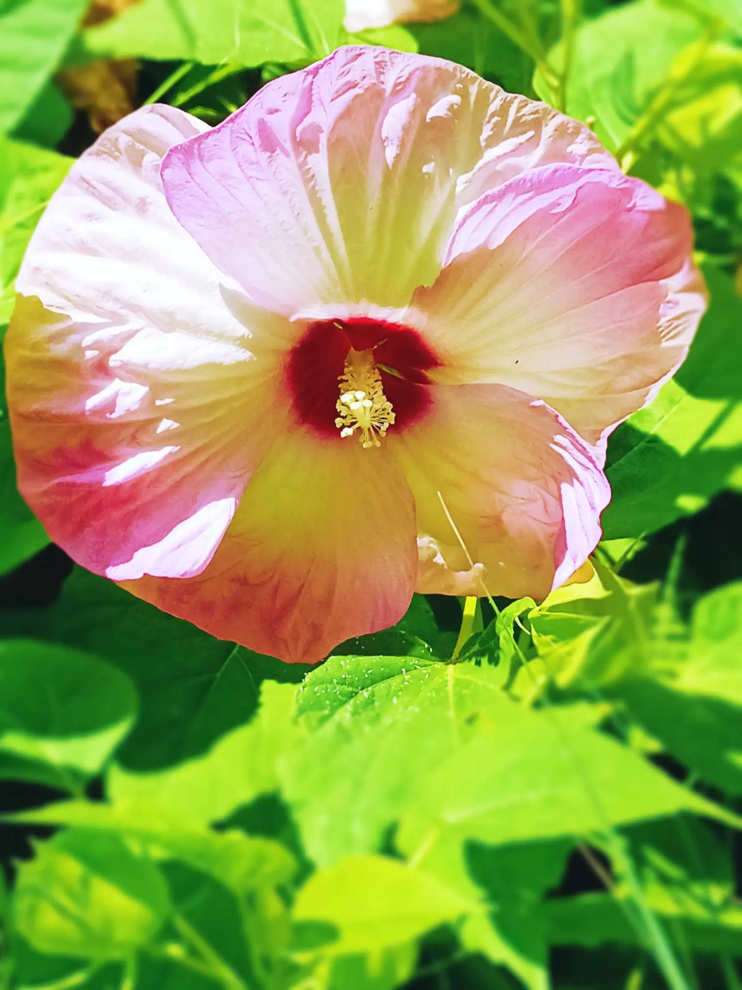 花比脸大美如裙摆的炎夏奇葩大花芙蓉葵