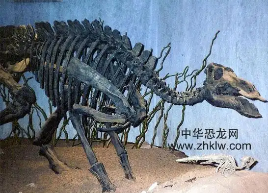 慈母龙:北美洲的白垩纪草食恐龙