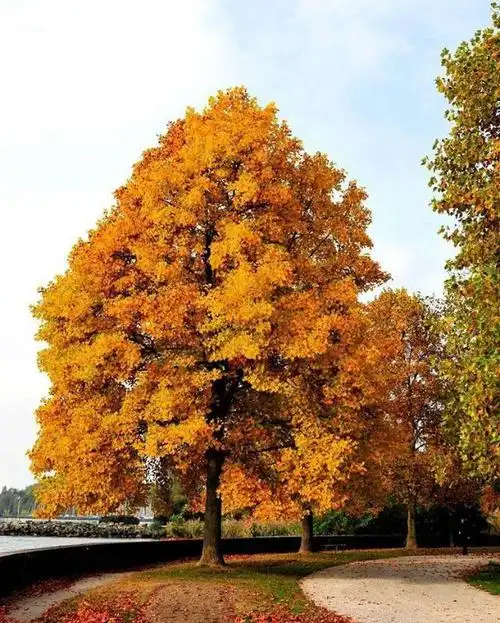 世界五大行道树之一