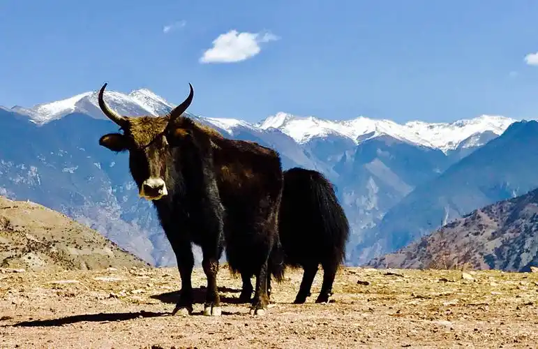 雪域高原上的牦牛