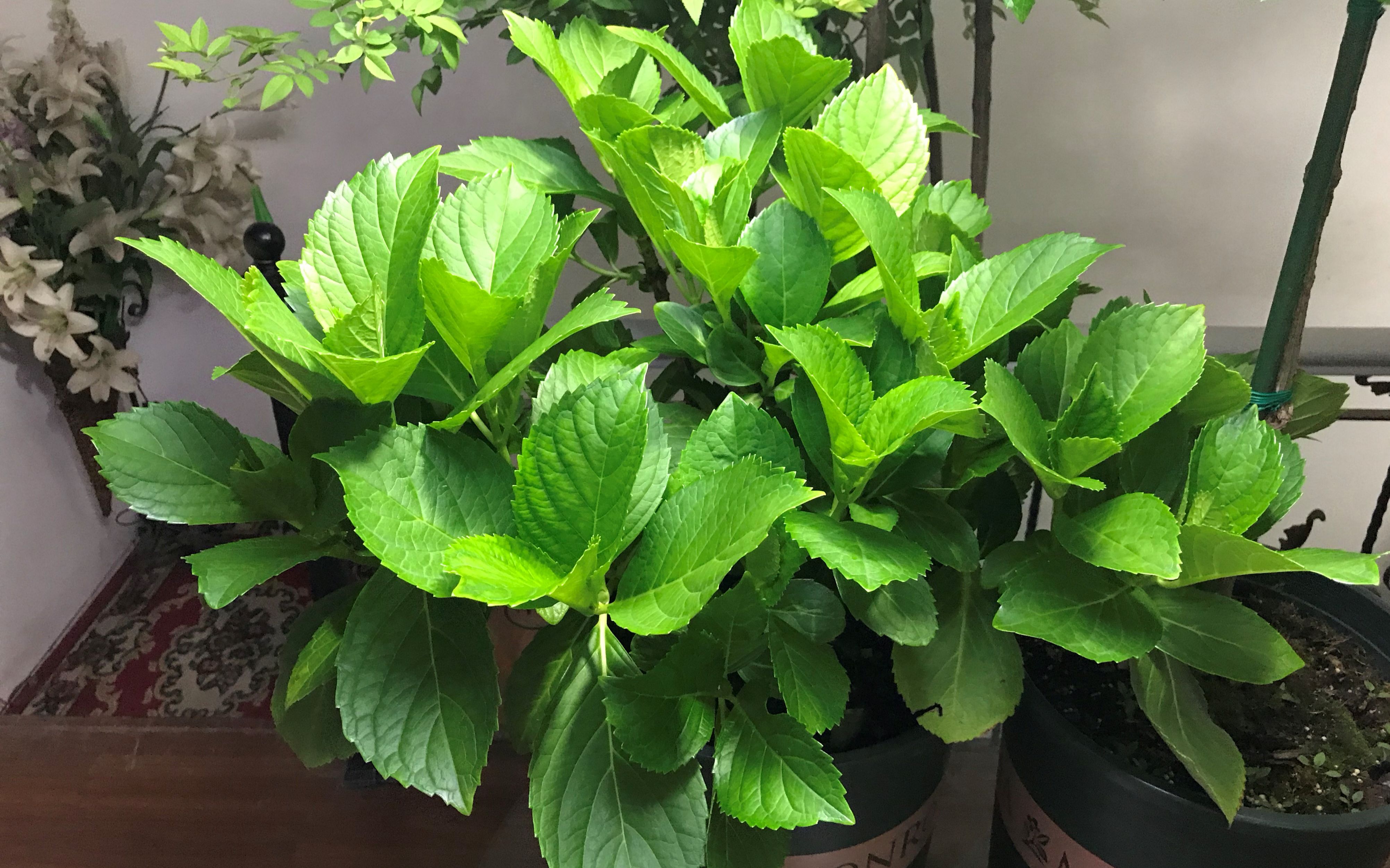 绣球花种植从叶片稀疏到枝繁叶茂经验都在这里