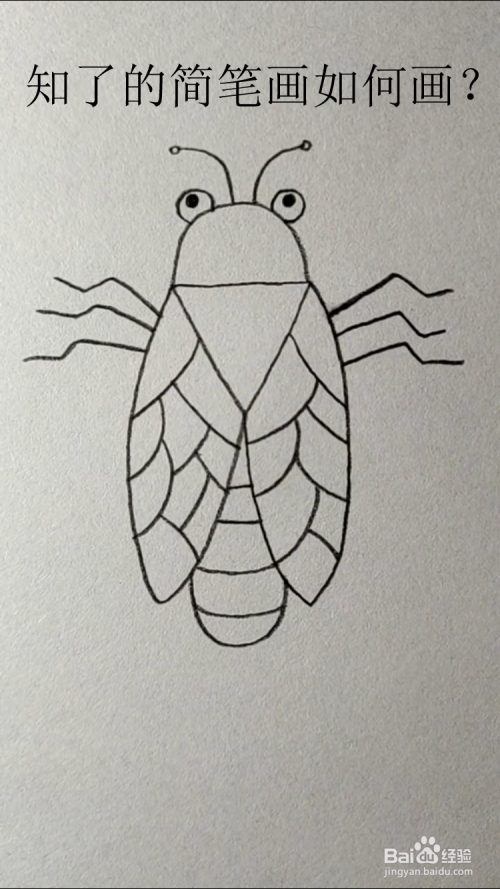知了的简笔画如何画?