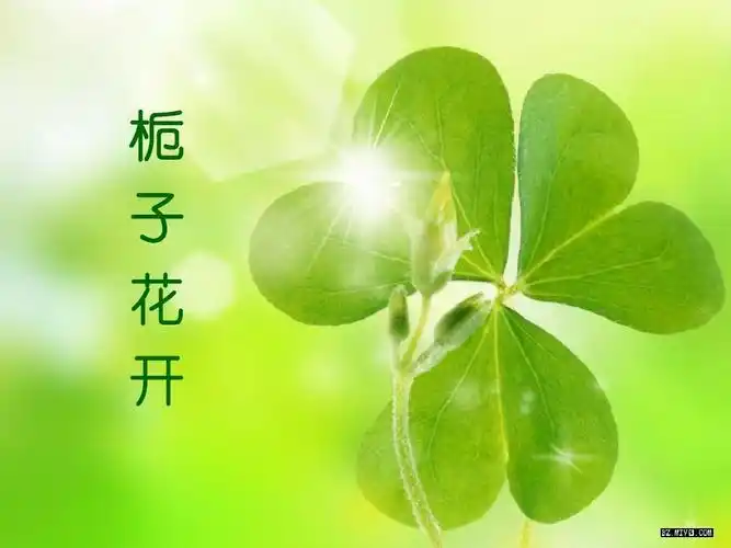 栀子花开-何炅 歌词ppt