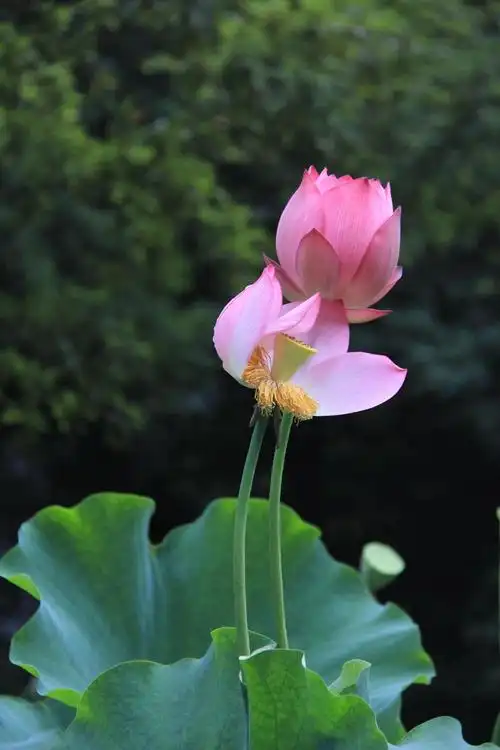 而不染,纯真,高雅,宁静致远,能让人们有远离喧嚣,静享安然的感觉